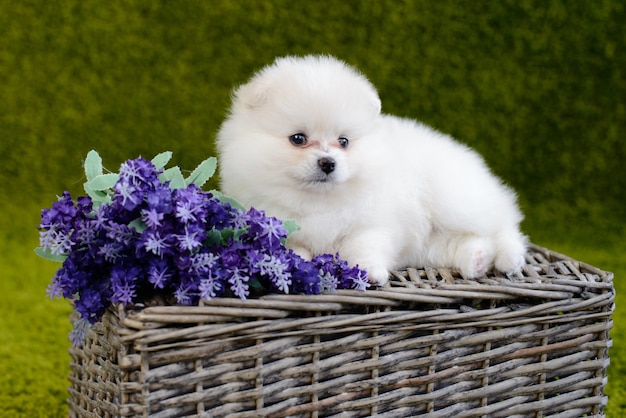 Petit chiot spitz-chien poméranien. Il peut être utilisé comme arrière-plan