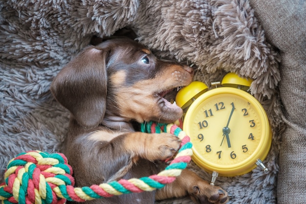 Petit chiot teckel drôle jouant avec un réveil vintage jaune