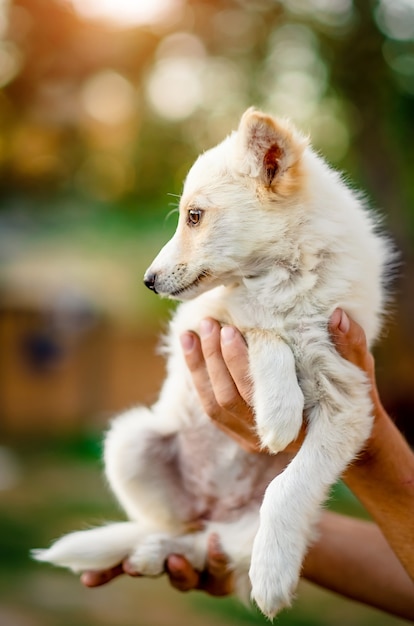 Petit chiot tenant sur les mains