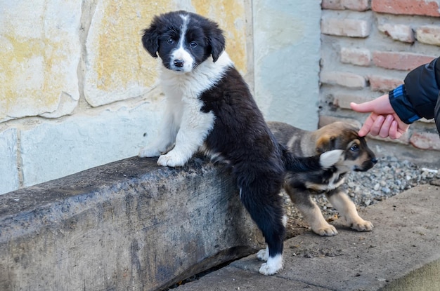 Petit chiot triste vous regarde dans les yeux