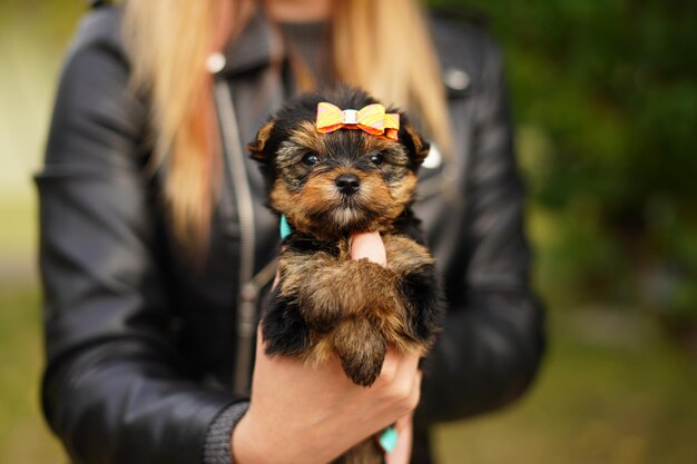 Photo petit chiot york-shire terrier sur sa tête est assis dans les mains de la fille