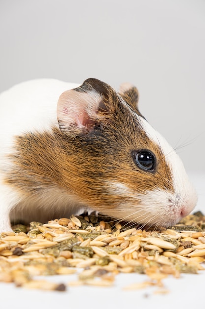 Le petit cobaye de Whitebrown mange l'alimentation de grain