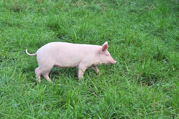 Petit cochon sur l'herbe sur l'herbe