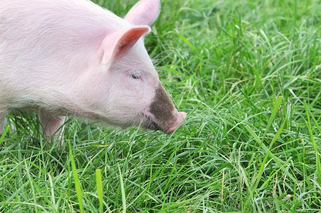 Petit cochon sur l'herbe