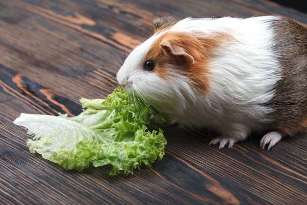 Un petit cochon d&#39;Inde mangeant une feuille de laitue