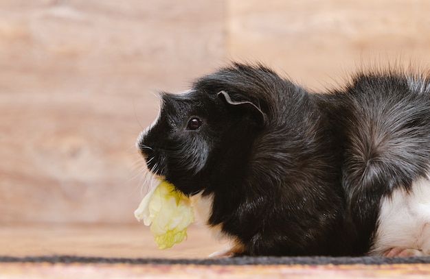 Petit cochon d'Inde mangeant des feuilles de chou.