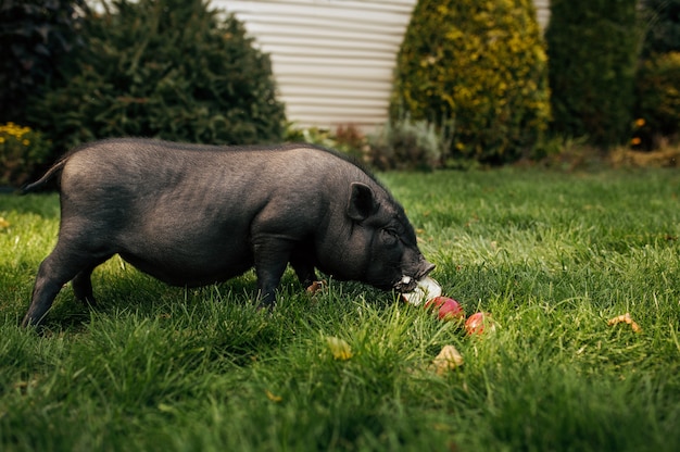 Petit cochon noir mange des pommes sur l'herbe dans le jardin. Piggy marchant sur la pelouse dans la cour. Concept d'élevage d'animaux