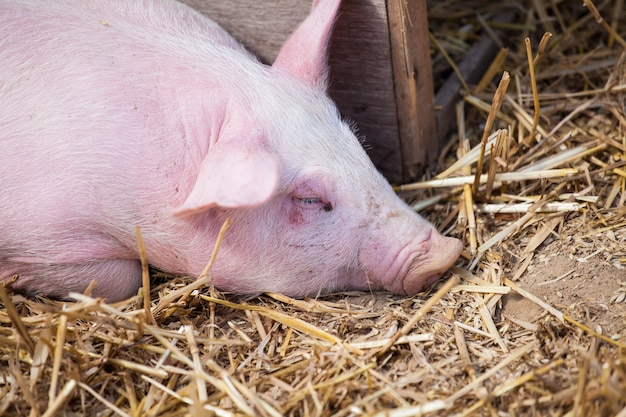 Petit cochon rose