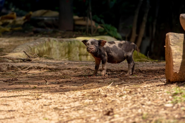 Petit cochon semblant effrayé