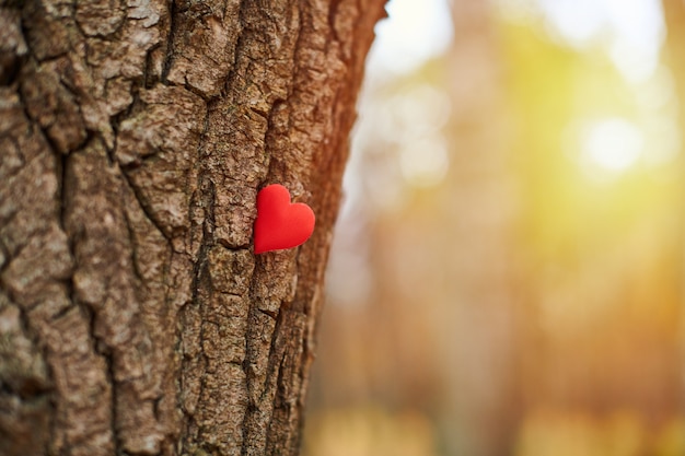 Petit coeur rouge sur tronc d'arbre