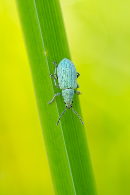 Petit coléoptère bleu (Polydrusus sp.) Assis sur une plante