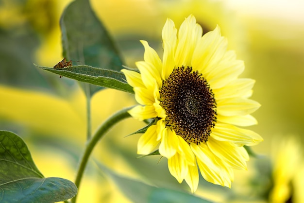 Petit coléoptère sur feuille de tournesol jaune en fleurs