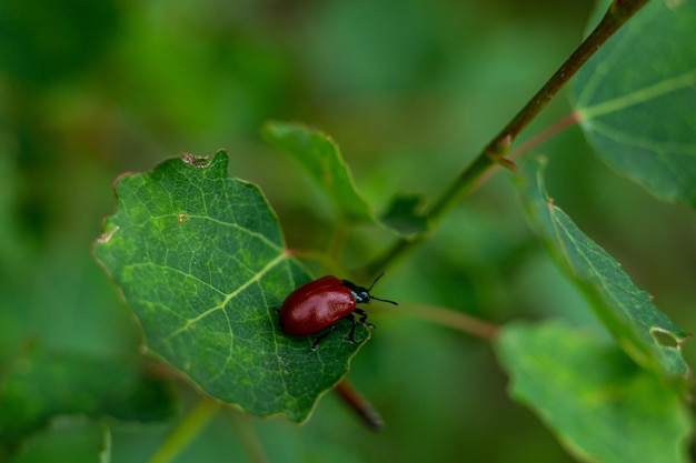 petit coléoptère rouge sur une feuille verte