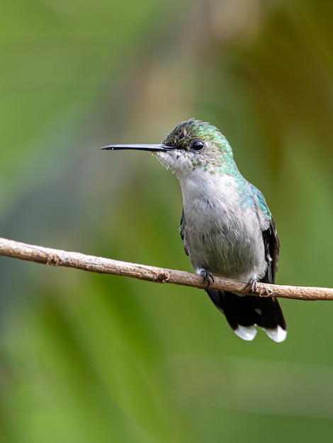 Un petit colibri perché sur une branche