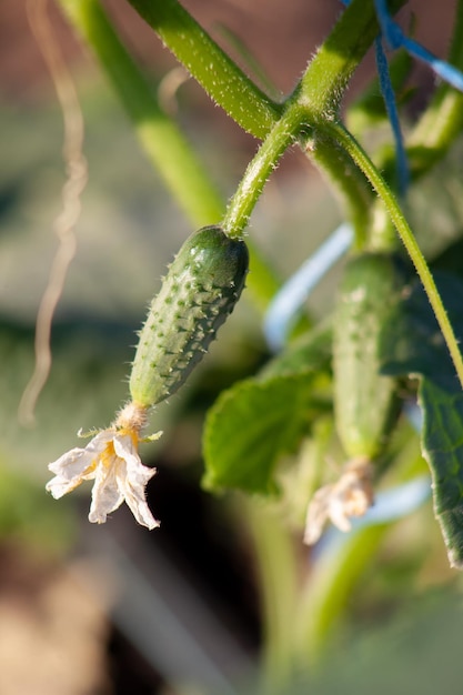 Un petit concombre est suspendu à la tige d'un buisson lié gros plan de la croissance des légumes