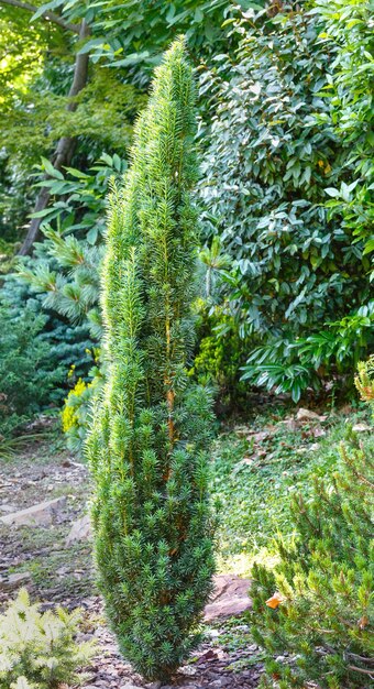 Petit conifère vert sur fond de plantes du parc