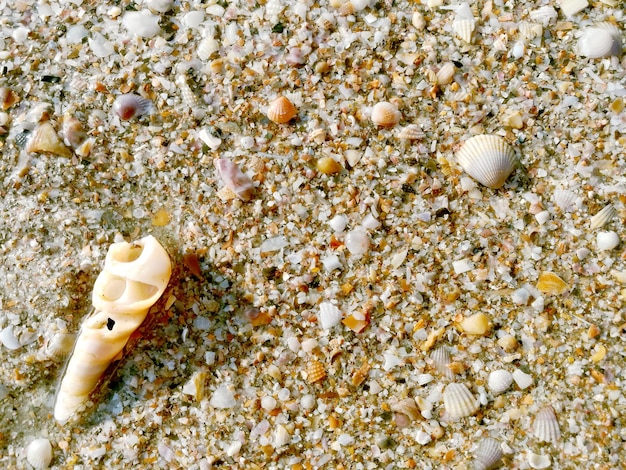 Un petit coquillage sur fond de plage de sable