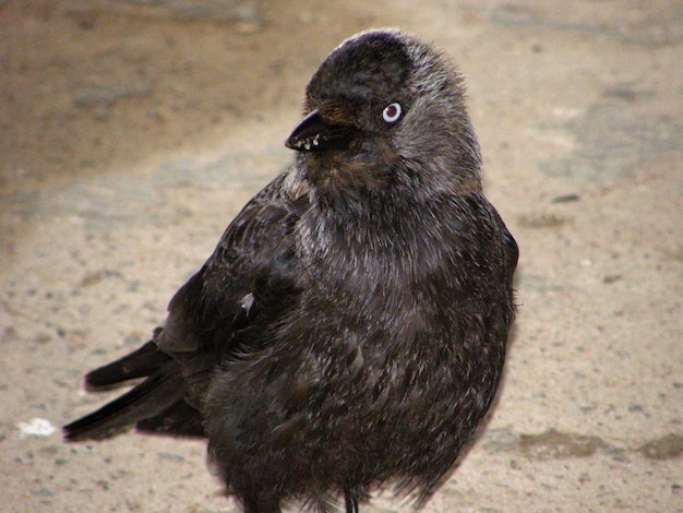 Petit corbeau noir en gros plan. Région de Leningrad, Russie.