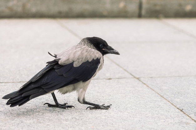 Petit corbeau noir se promène sur le trottoir gris