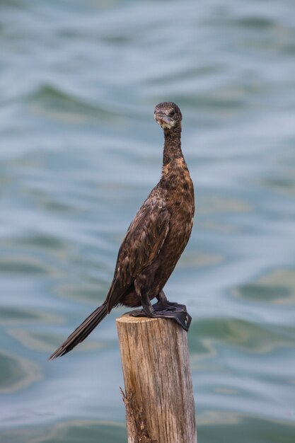 Petit cormoran, cormoran javanais (Microcarbo niger) oiseau dans la nature