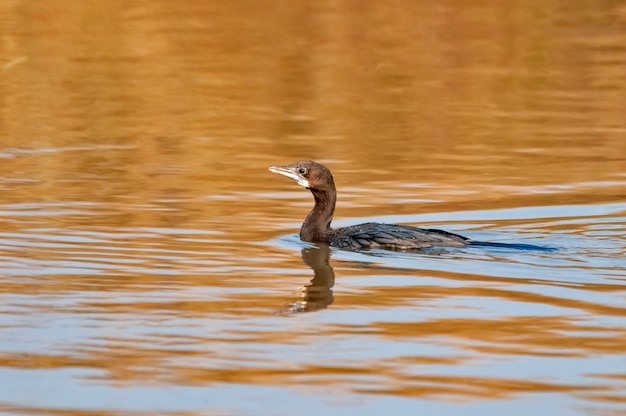 Petit cormoran nageant dans l'eau dans un étang