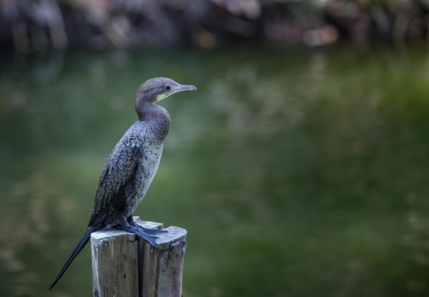 Petit cormoranMicrocarbo niger debout sur une souche d'arbre dans la piscine