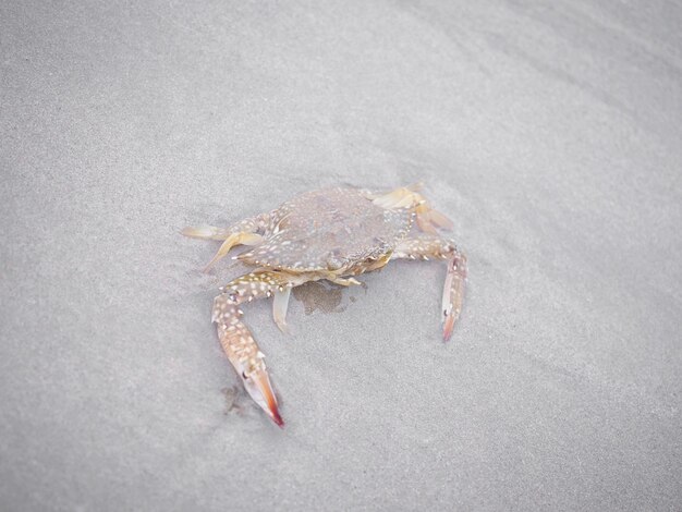 Photo petit crabe bleu plongeant dans l'eau de la mer et le sable de la plage