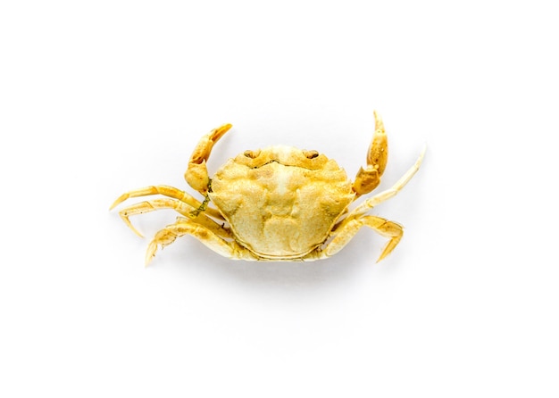 Petit crabe isolé sur fond blanc