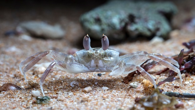 petit crabe sur la plage
