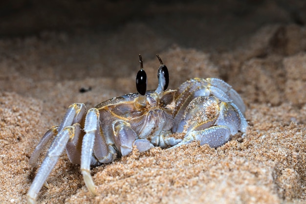 petit crabe sur la plage
