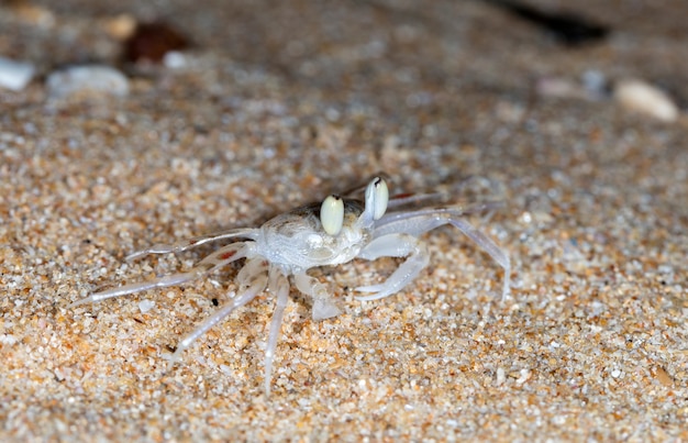 petit crabe sur la plage