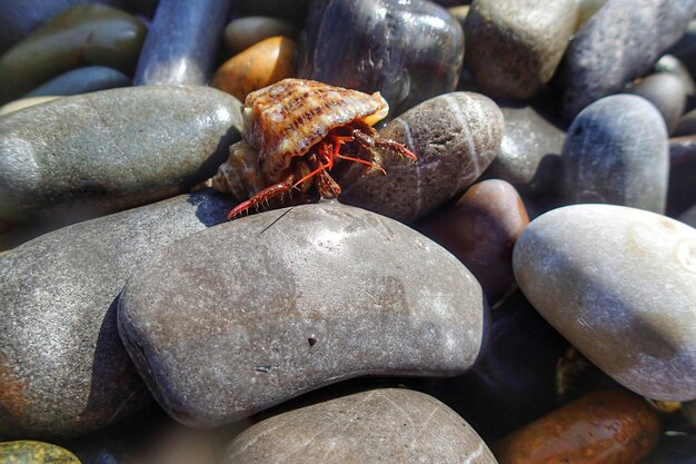 Petit crabe sur les rochers près de la mer