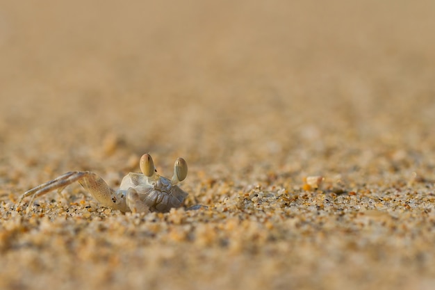 Petit crabe sur le sable