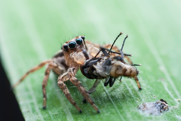 Petit-déjeuner des araignées sauteuses