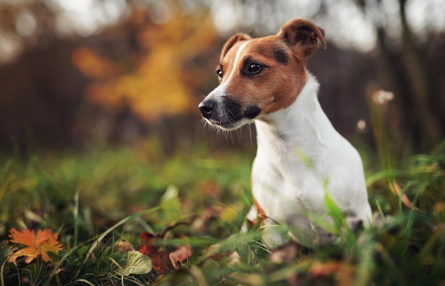 Petit détail de chien Jack Russell terrier sur la tête et le visage un beau fond bokeh flou d'automne