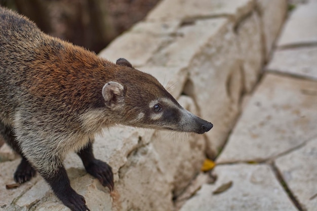 Petit détail Coati