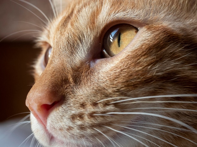 petit détail oeil de chat jaune