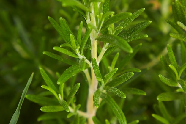 Petit détail de plante de romarin : une plante utilisée en cuisine comme épice aimable.