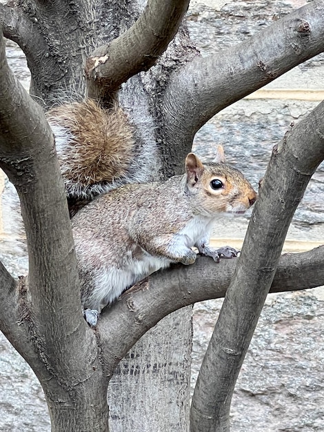 Petit écureuil sur un arbre à central park new york