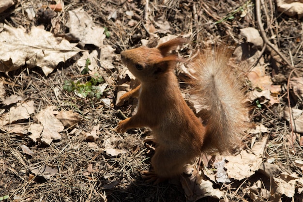 Petit écureuil dans les feuilles sèches de la forêt