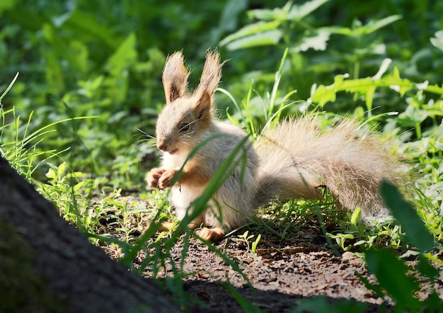 Petit écureuil dans l'herbe