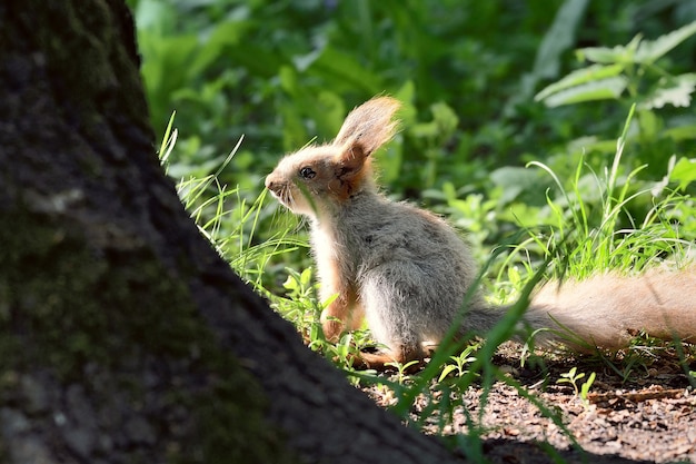 Petit écureuil dans l'herbe
