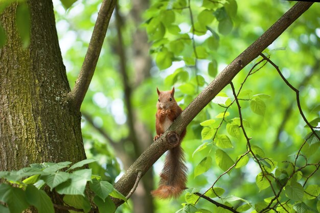Petit écureuil drôle mangeant une noix sur un arbre