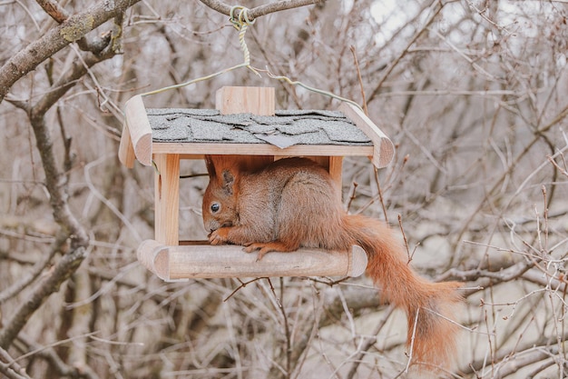 Photo petit écureuil rouge à l'automne parc d'hiver en pologne