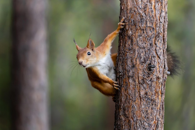 Petit écureuil roux se prépare à sauter d'un arbre