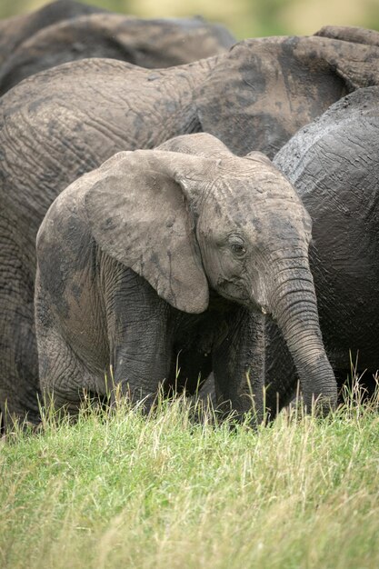 Un petit éléphant de brousse africain se tient avec un troupeau