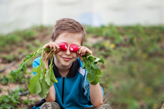 Petit enfant mangeant des radis mûrs récoltés frais dans le jardin.