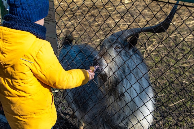 Petit enfant nourrissant une chèvre au zoo de contact