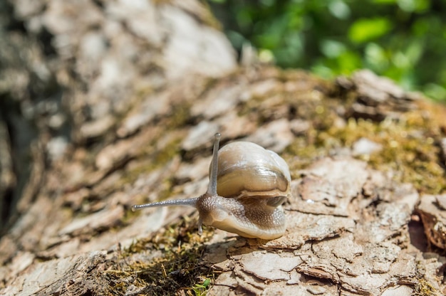 Petit escargot sur une branche d'arbre sous le soleil Escargot aux couleurs brunes sur fond flou vert Concept photo de printemps ensoleillé