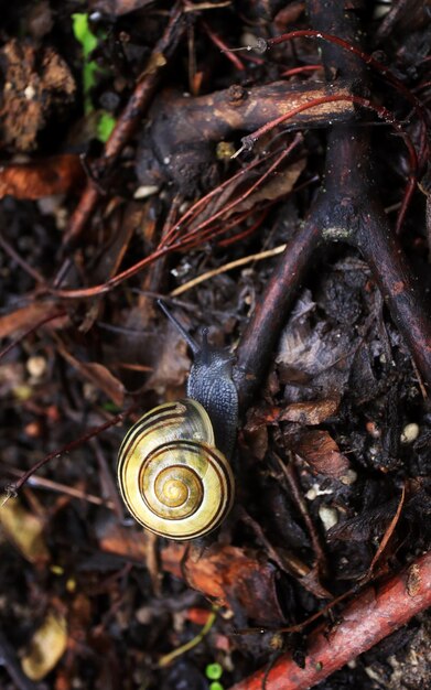 Petit escargot sur les branches